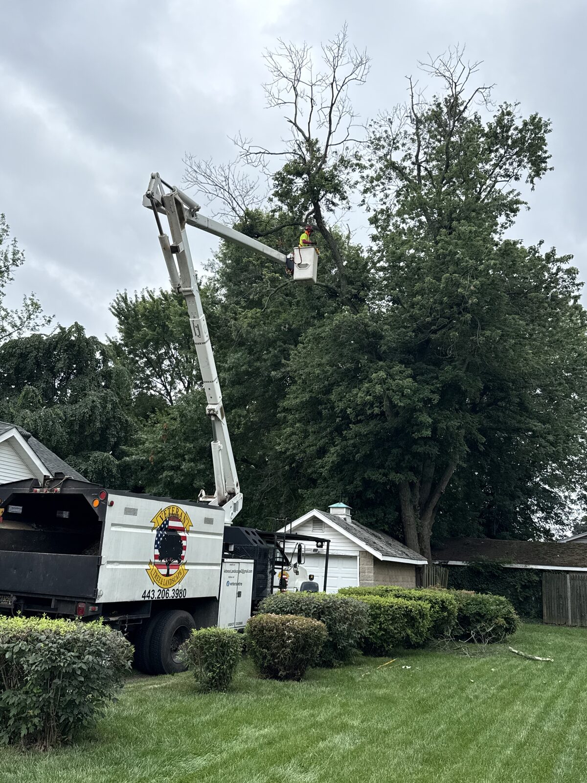 Residential Canopy Cleanup