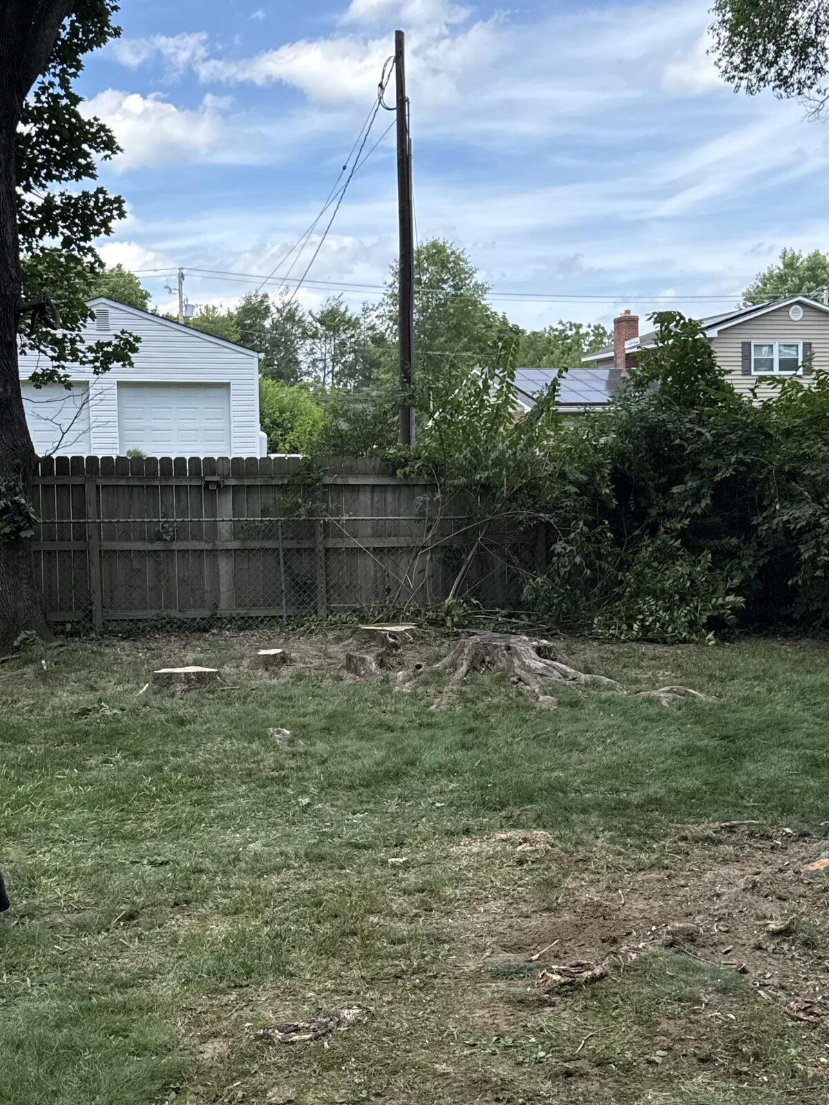 Veteran Tree & Landscape work