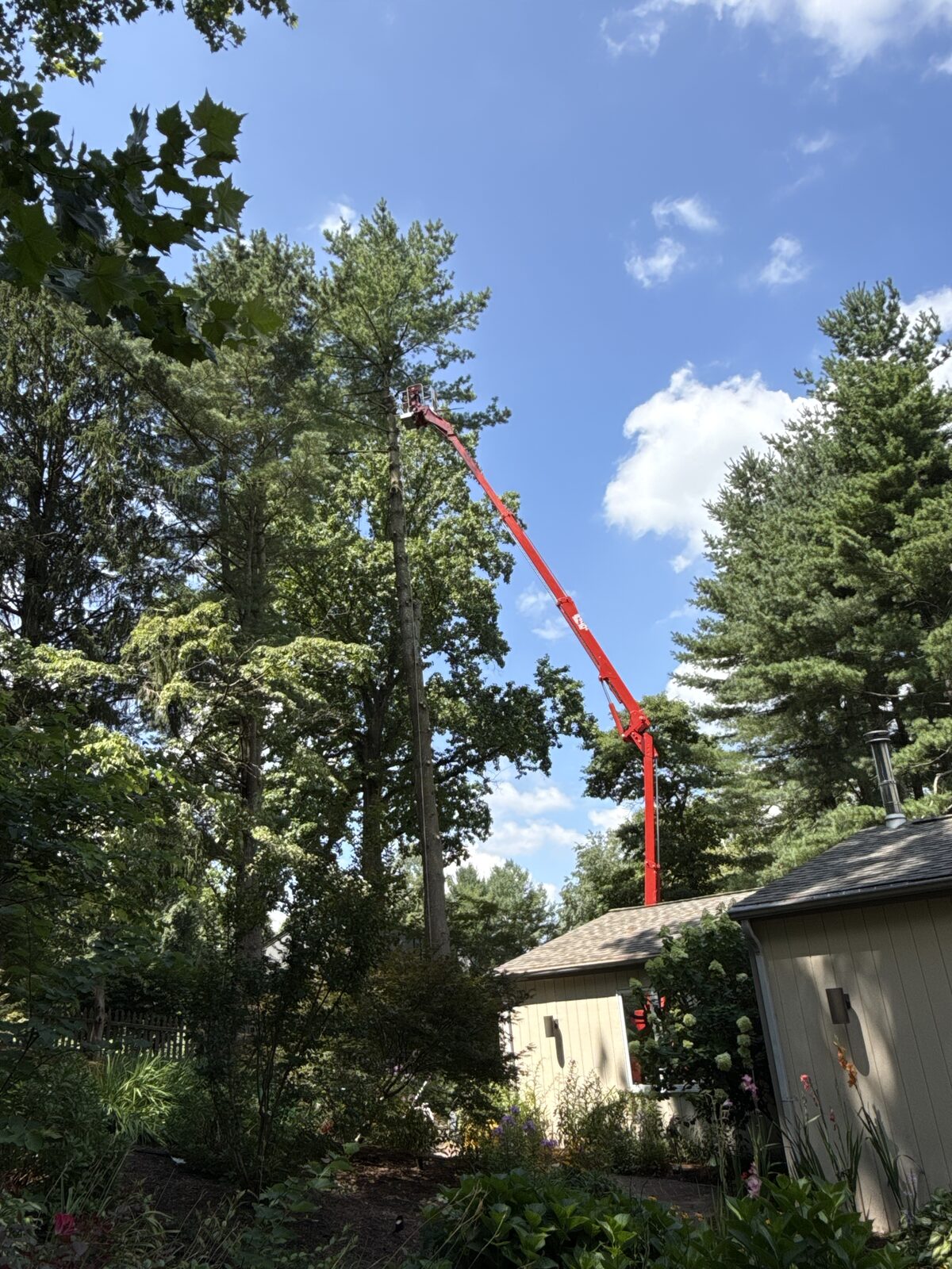 Tall Timber Beside A Home
