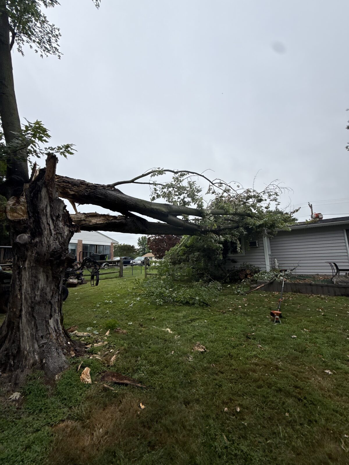 Veteran Tree & Landscape work